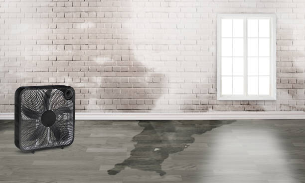 Best Flood damage cleanup  in Munford, AL
